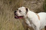 BOULEDOGUE AMERICAIN 397